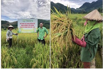 Nâng cao năng suất, chất lượng lúa nhờ sử dụng bộ sản phẩm dinh dưỡng dành cho cây Lúa của Tiến Nông tại tỉnh Hòa Bình
