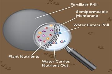 Phân bón kiểm soát được sự phân giải (Controlled Release Fertilizers)