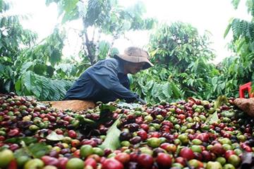 Tây Nguyên: Dự báo mất mùa cà phê