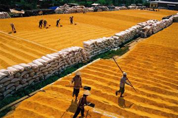 Giá lúa gạo trong nước tiếp tục xu hướng tăng nhờ xuất khẩu